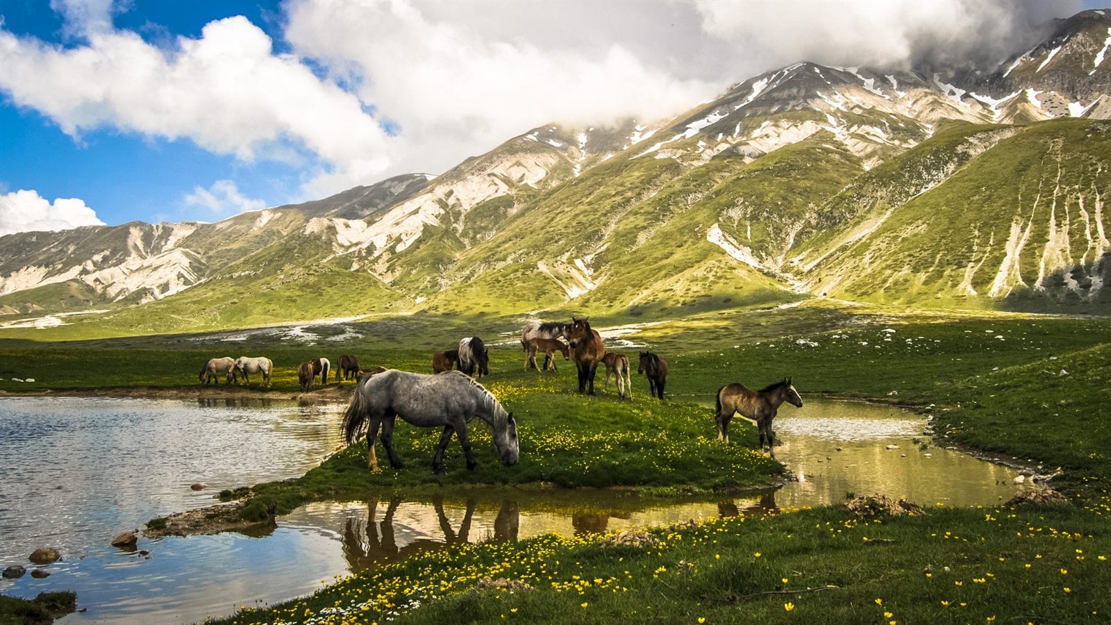 Cavalli allo stato semibrado nel Parco Regionale Sirente-Velino