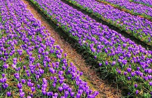 Campo di crochi in fiore per la produzione dello Zafferano dell'Aquila DOP